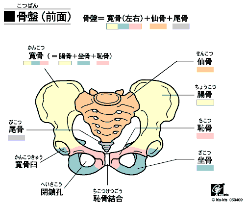 産後骨盤
